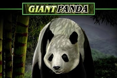 Untamed giant panda